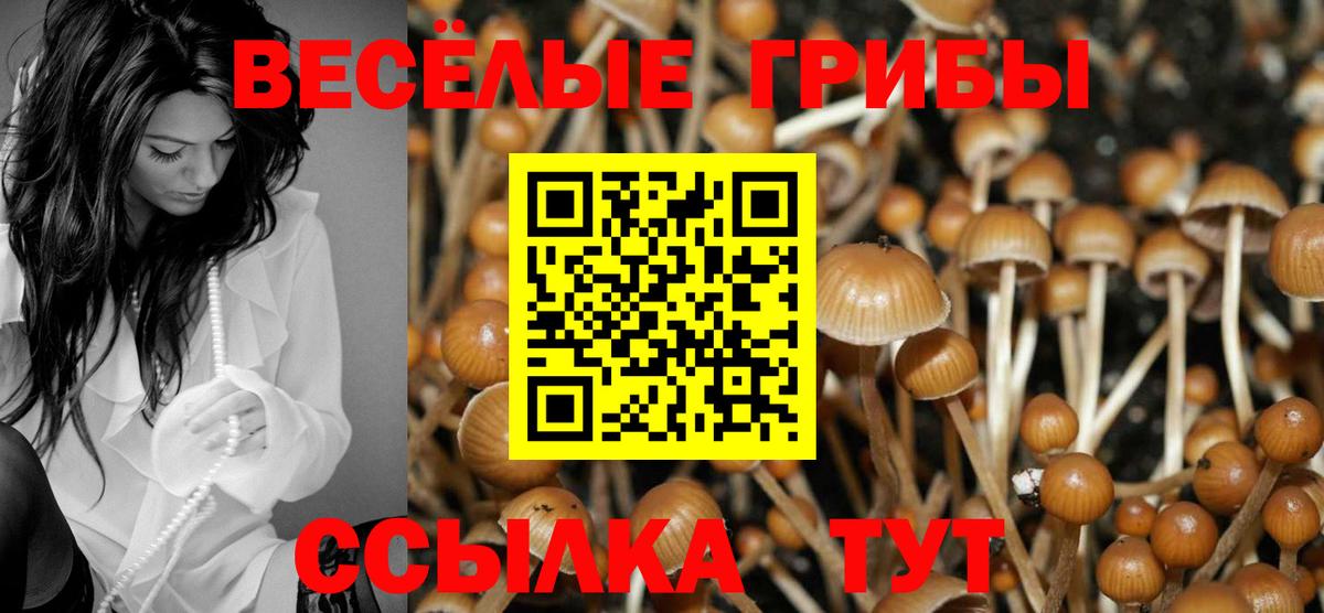 Псилоцибиновые грибы Psilocybe Павлово